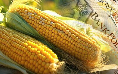 Zdjęcie do Dopłaty do kukurydzy &ndash; wnioski o pomoc do 29 lutego.